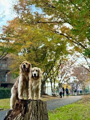 根岸森林公園／ゴールデンレトニエル