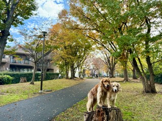 根岸森林公園／ゴールデンレトニエル