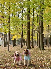 根岸森林公園／ゴールデンレトニエル