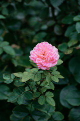 一輪のピンクの薔薇