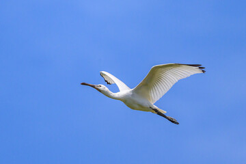 A flying spoonbill on a sunny day in summer