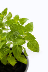 Fresh lemon balm on white background.