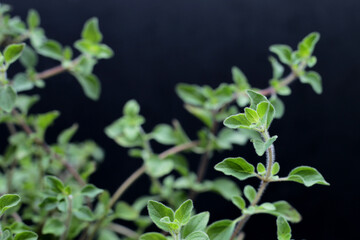 Fresh oregano on dark background.