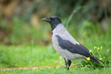 A carrion crow walking in a meadow on a cloudy day in spring