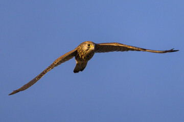 A Common Kestrel in flight on a sunny day in summer