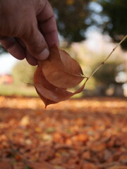 hand holding autumn leaves