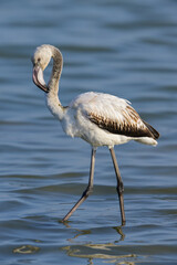 A young Greater Flamingo walking in the water