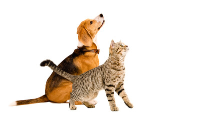 Curious beagle dog and cat scottish straight looking up, side view, isolated on white background - obrazy, fototapety, plakaty
