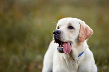 Portrait of a Labrador dog, 4 month old puppy, outdoors, in the summer. An animal with its tongue...