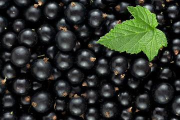 Fresh black currant berries and green leaf, top view. Black currant texture.