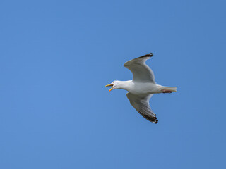 Obraz premium A flying European Herring gull on a sunny day
