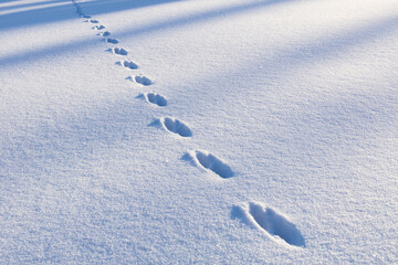 Footprints of an animal in deep powder snow
