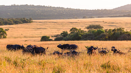 Wildlife Buffalo Animal Herd Safari Grassland Plateau Morning Wilderness Landscape - 683256904