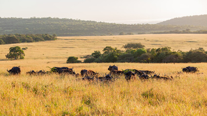 Wildlife Buffalo Animal Herd Grassland Plateau Wilderness Safari Landscape - 683257181