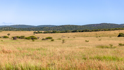 Grasslands Trees Hills Wildlife Animal Wilderness Safari Landscape - 683257192
