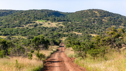 Dirt Road Hills Wildlife Wilderness Safari Landscape - 683257534