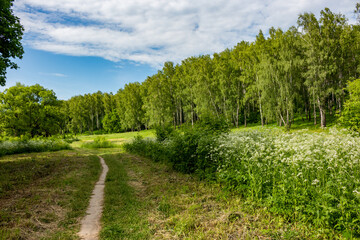 Fototapeta na wymiar Picturesque green landscape with a birch grove on the slope