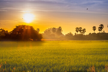 Beautiful morning sunrise over the rice field