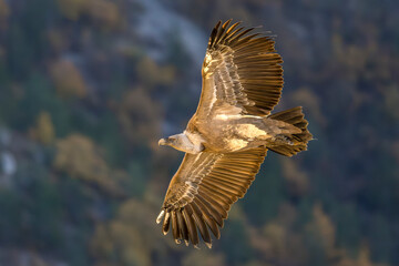Griffon vulture in flight above Remuzat, France