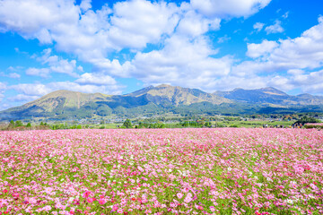 Fototapeta premium コスモス畑と阿蘇山 熊本県阿蘇郡 Cosmos field and Mt. Aso. Kumamoto Pref, Aso-gun.