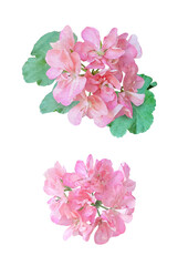 Watercolor pink pelargonium isolated on white