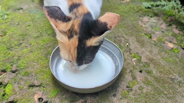closeup of a multicolored kitten of a cat licking and drinking milk from a steel bowl out of hunger on the street floor 