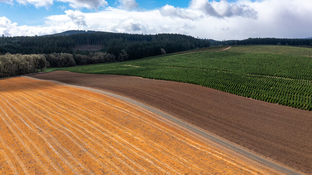 Golden field, bare dirt, christmas tree farm south of Corvallis, Oregon, Willamette Valley, Pacific Northwest, United States