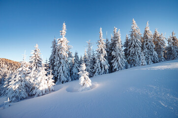 Fototapeta na wymiar Majestic winter trees glowing by sunlight. Location place Carpathian national park, Ukraine, Europe.