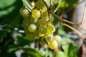 Terraced hilly vineyards in Luxembourg. Production of cremant sparkling wine in south part of Luxembourg country on bank of Moezel, also known as Mosel, Moselle or Musel river.