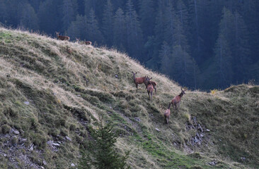 Rothirsche am Berg