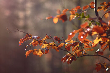 The red, ocher, yellow and green colors of autumn in the beech forests of the Pyrenees of the Ordesa Valley, in the Ordesa and Monte Perdido National Park. Huesca. Aragon. Spain
