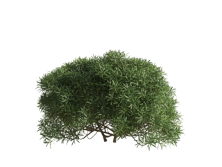 These images are used to decorate the house, replace or create a forest, hope you like them