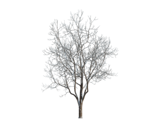 These images are used to decorate the house, replace or create a forest, hope you like them