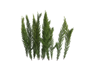 These images are used to decorate the house, replace or create a forest, hope you like them