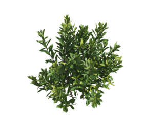 These images are used to decorate the house, replace or create a forest, hope you like them