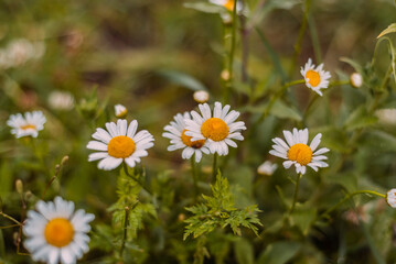 Fototapeta premium Chamomile flowers on a green field. Flowering in the meadow.