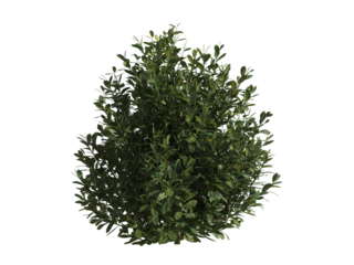 These images are used to decorate the house, replace or create a forest, hope you like them