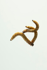 larve perspektive wurm