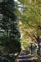Fototapeta premium 秋の並木道に広がる黄色いイチョウの葉と落ち葉の風景