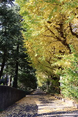 秋の並木道に広がる黄色いイチョウの葉と落ち葉の風景