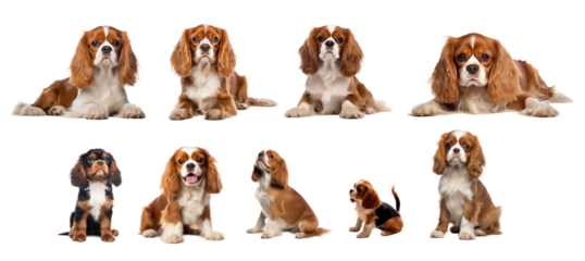 Set of Cavalier King Charles Spaniel dog puppy isolated cutout on transparent background.