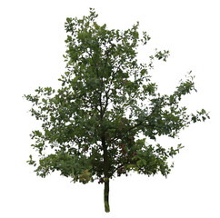 These images are used to decorate the house, replace or create a forest, hope you like them