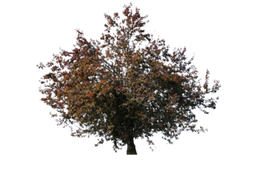 These images are used to decorate the house, replace or create a forest, hope you like them