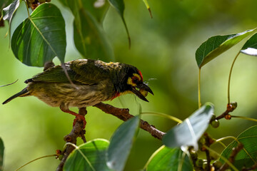 Beautiful bird of the world