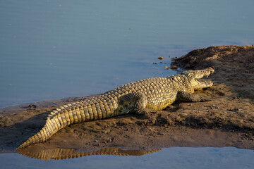 Nile crocodile (Crocodylus niloticus)  in the Limpopo River near Mashatu Game Reserve. Botswana.