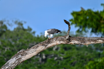 Fototapeta premium Beautiful bird of the world
