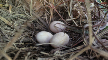 Obraz premium Three partridge eggs. Gallus gallus