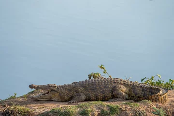 Poster Nile crocodile (Crocodylus niloticus)  in the Limpopo River near Mashatu Game Reserve. Botswana. © Roger de la Harpe