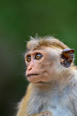 close up of a macaque