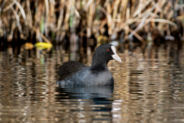 池・湖を泳ぐオオバン